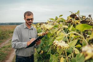 agrónomo sostiene tableta toque almohadilla computadora en el girasol campo y examinando cultivos antes de cosecha. agronegocios concepto. agrícola ingeniero en pie en un girasol campo con un tableta. foto