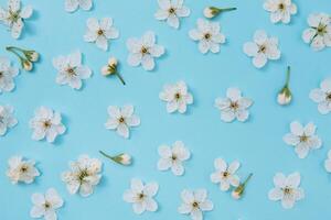 photo of spring white cherry blossom tree on blue background. View from above, flat lay, copy space. Spring and summer background. cherry blossom on a blue background