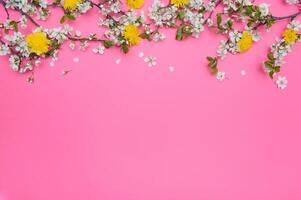 photo of spring white cherry blossom tree on pink background. View from above, flat lay, copy space. Spring and summer background