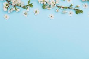 photo of spring white cherry blossom tree on blue background. View from above, flat lay, copy space. Spring and summer background.