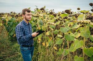 agrónomo sostiene tableta toque almohadilla computadora en el girasol campo y examinando cultivos antes de cosecha. agronegocios concepto. agrícola ingeniero en pie en un girasol campo con un tableta. foto