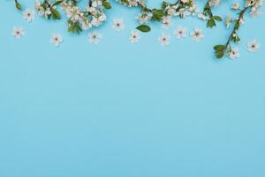 foto de primavera blanco Cereza florecer árbol en azul antecedentes. ver desde arriba, plano poner, Copiar espacio. primavera y verano antecedentes. Cereza florecer en un azul antecedentes