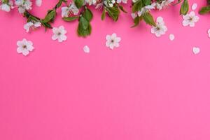 photo of spring white cherry blossom tree on pink background. View from above, flat lay, copy space. Spring and summer background