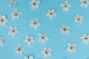 foto de primavera blanco Cereza florecer árbol en azul antecedentes. ver desde arriba, plano poner, Copiar espacio. primavera y verano antecedentes. Cereza florecer en un azul antecedentes