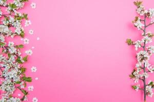 photo of spring white cherry blossom tree on pastel pink background. View from above, flat lay.