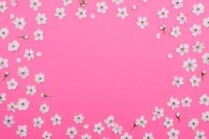 photo of spring white cherry blossom tree on pink background. View from above, flat lay, copy space. Spring and summer background