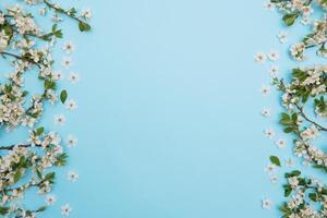 photo of spring white cherry blossom tree on blue background. View from above, flat lay, copy space. Spring and summer background. cherry blossom on a blue background