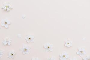 blanco pastel primavera flor en color antecedentes . Cereza florecer flor ilustración. primavera y verano antecedentes. parte superior vista. foto