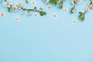 photo of spring white cherry blossom tree on blue background. View from above, flat lay, copy space. Spring and summer background. cherry blossom on a blue background