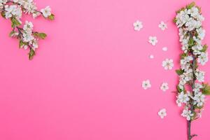 photo of spring white cherry blossom tree on pink background. View from above, flat lay, copy space. Spring and summer background