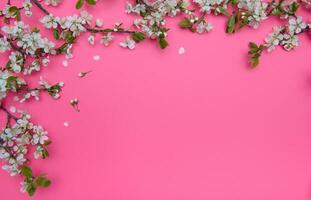 photo of spring white cherry blossom tree on pink background. View from above, flat lay, copy space. Spring and summer background