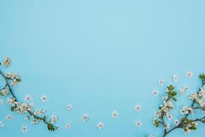 photo of spring white cherry blossom tree on blue background. View from above, flat lay, copy space. Spring and summer background. cherry blossom on a blue background