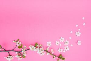 photo of spring white cherry blossom tree on pink background. View from above, flat lay, copy space. Spring and summer background