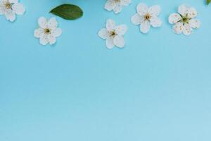 photo of spring white cherry blossom tree on blue background. View from above, flat lay, copy space. Spring and summer background.