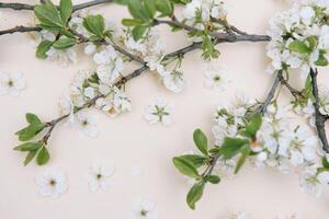 photo of spring white cherry blossom tree on pastel background. View from above, flat lay, copy space. Spring and summer background