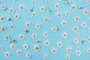photo of spring white cherry blossom tree on blue background. View from above, flat lay, copy space. Spring and summer background. cherry blossom on a blue background