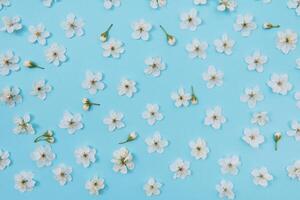 photo of spring white cherry blossom tree on blue background. View from above, flat lay, copy space. Spring and summer background. cherry blossom on a blue background