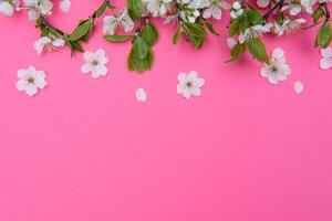 photo of spring white cherry blossom tree on pastel pink background. View from above, flat lay.