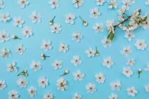 photo of spring white cherry blossom tree on blue background. View from above, flat lay, copy space. Spring and summer background. cherry blossom on a blue background