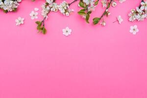 photo of spring white cherry blossom tree on pink background. View from above, flat lay, copy space. Spring and summer background