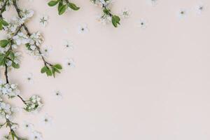 photo of spring white cherry blossom tree on pastel background. View from above, flat lay, copy space. Spring and summer background