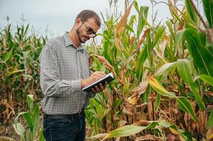 agrónomo sostiene tableta toque almohadilla computadora en el maíz campo y examinando cultivos antes de cosecha. agronegocios concepto. agrícola ingeniero en pie en un maíz campo con un tableta. foto