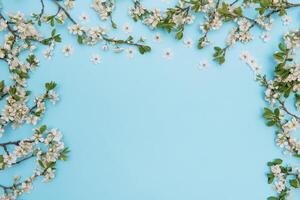 photo of spring white cherry blossom tree on blue background. View from above, flat lay, copy space. Spring and summer background. cherry blossom on a blue background