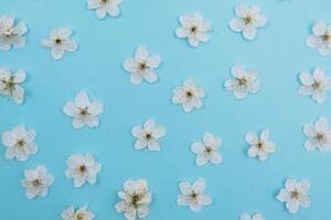 photo of spring white cherry blossom tree on blue background. View from above, flat lay, copy space. Spring and summer background. cherry blossom on a blue background