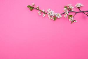 photo of spring white cherry blossom tree on pastel pink background. View from above, flat lay