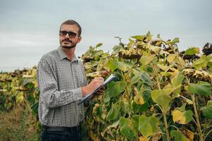 Agronomist holds tablet touch pad computer in the sunflower field and examining crops before harvesting. Agribusiness concept. agricultural engineer standing in a sunflower field with a tablet. photo