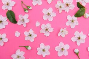 cherry flowers on the pink background. spring background photo