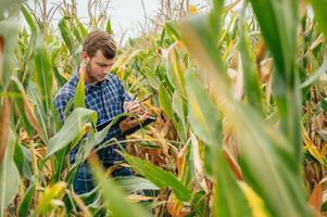 Agronomist holds tablet touch pad computer in the corn field and examining crops before harvesting. Agribusiness concept. agricultural engineer standing in a corn field with a tablet. photo