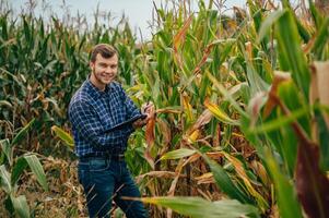 Agronomist holds tablet touch pad computer in the corn field and examining crops before harvesting. Agribusiness concept. agricultural engineer standing in a corn field with a tablet. photo