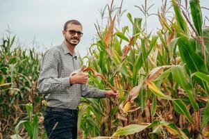 Agronomist holds tablet touch pad computer in the corn field and examining crops before harvesting. Agribusiness concept. agricultural engineer standing in a corn field with a tablet. photo