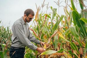 Agronomist holds tablet touch pad computer in the corn field and examining crops before harvesting. Agribusiness concept. agricultural engineer standing in a corn field with a tablet. photo