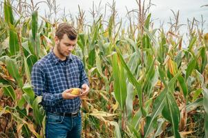 Agronomist holds tablet touch pad computer in the corn field and examining crops before harvesting. Agribusiness concept. agricultural engineer standing in a corn field with a tablet. photo