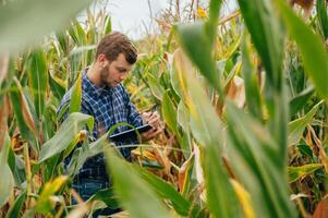 Agronomist holds tablet touch pad computer in the corn field and examining crops before harvesting. Agribusiness concept. agricultural engineer standing in a corn field with a tablet. photo