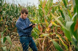 Agronomist holds tablet touch pad computer in the corn field and examining crops before harvesting. Agribusiness concept. agricultural engineer standing in a corn field with a tablet. photo