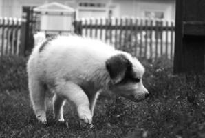 Portrait of a small cute Puppy photo