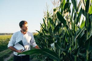 Agronomist holds tablet touch pad computer in the corn field and examining crops before harvesting. Agribusiness concept. agricultural engineer standing in a corn field with a tablet in summer. photo