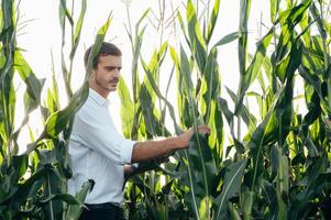 Agronomist holds tablet touch pad computer in the corn field and examining crops before harvesting. Agribusiness concept. agricultural engineer standing in a corn field with a tablet in summer. photo