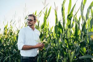 Agronomist holds tablet touch pad computer in the corn field and examining crops before harvesting. Agribusiness concept. agricultural engineer standing in a corn field with a tablet in summer. photo