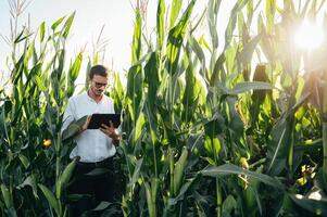 Agronomist holds tablet touch pad computer in the corn field and examining crops before harvesting. Agribusiness concept. agricultural engineer standing in a corn field with a tablet in summer. photo