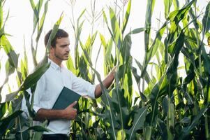 Agronomist holds tablet touch pad computer in the corn field and examining crops before harvesting. Agribusiness concept. agricultural engineer standing in a corn field with a tablet in summer. photo