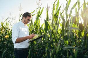 Agronomist holds tablet touch pad computer in the corn field and examining crops before harvesting. Agribusiness concept. agricultural engineer standing in a corn field with a tablet in summer. photo