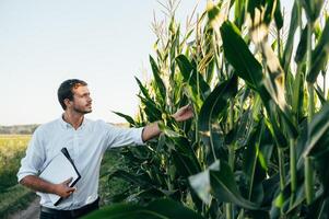 Agronomist holds tablet touch pad computer in the corn field and examining crops before harvesting. Agribusiness concept. agricultural engineer standing in a corn field with a tablet in summer. photo
