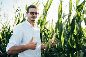 agrónomo sostiene tableta toque almohadilla computadora en el maíz campo y examinando cultivos antes de cosecha. agronegocios concepto. agrícola ingeniero en pie en un maíz campo con un tableta en verano. foto