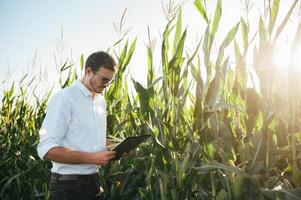Agronomist holds tablet touch pad computer in the corn field and examining crops before harvesting. Agribusiness concept. agricultural engineer standing in a corn field with a tablet in summer. photo