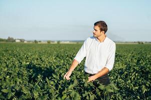 Agronomist holds tablet touch pad computer in the soy field and examining crops before harvesting. Agribusiness concept. agricultural engineer standing in a soy field with a tablet in summer. photo