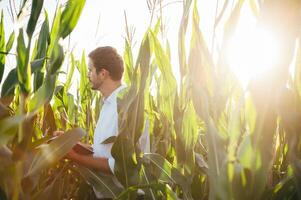 Agronomist holds tablet touch pad computer in the corn field and examining crops before harvesting. Agribusiness concept. agricultural engineer standing in a corn field with a tablet in summer. photo